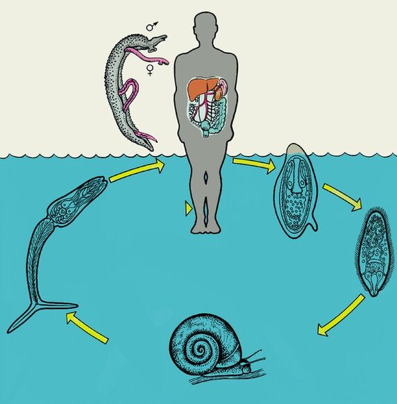 Schistosoma life cycle diagram