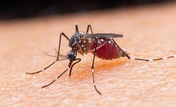 mosquito vector of protozoan parasites and malaria