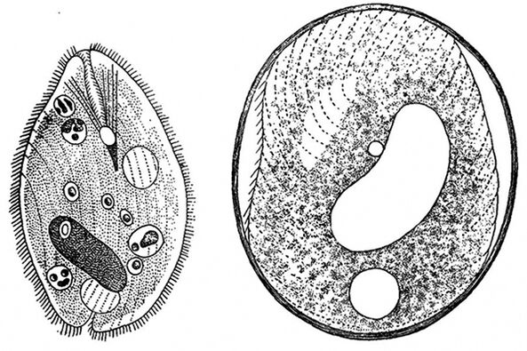 protozoan parasites of balantidia