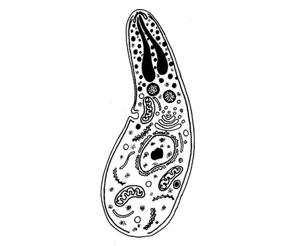 protozoan parasites