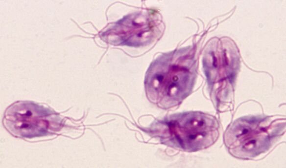 the simplest parasites of lamblia in the human body