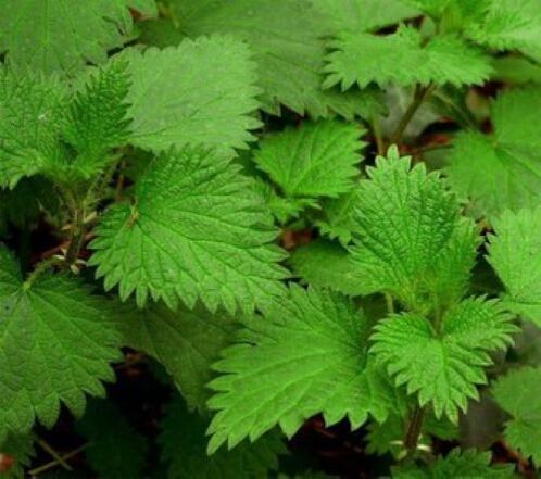 nettle from parasites in the human body