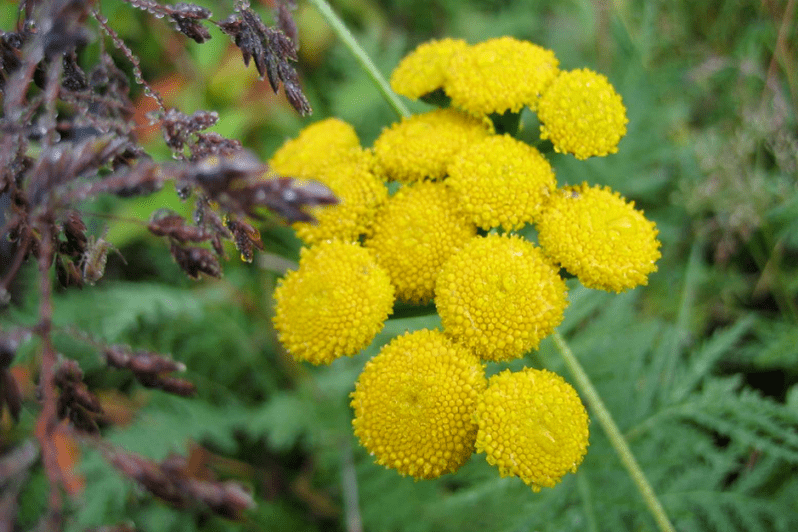 tansy for removing worms